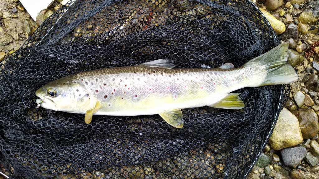Photo of the best trout of the day